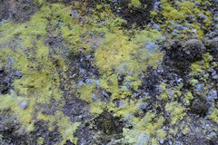 Chrysothrix chlorina