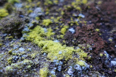 Chrysothrix chlorina