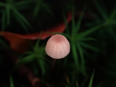 Mycena rosella