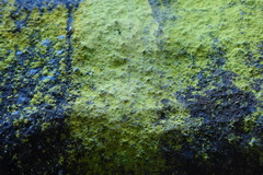 Chrysothrix chlorina