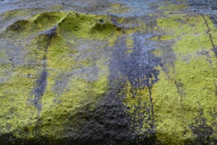 Chrysothrix chlorina