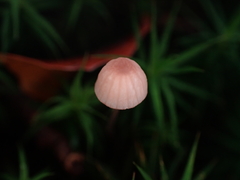 Mycena rosella