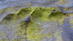 Chrysothrix chlorina