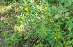 Melampyrum sylvaticum