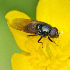Cheilosia ranunculi