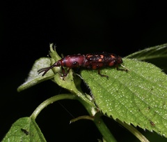 Baryrhynchus
