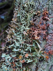 Cladonia polydactyla