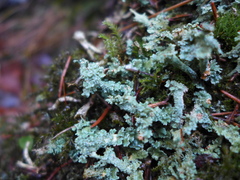 Cladonia polydactyla