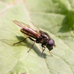 Cheilosia fraterna