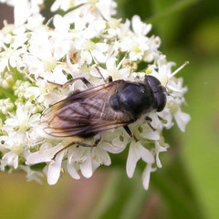 Cheilosia illustrata