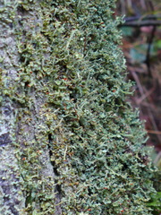 Cladonia polydactyla