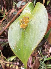 Pleurothallis phyllocardioides