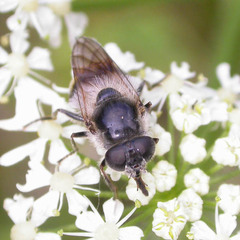 Cheilosia illustrata