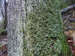 Cladonia polydactyla