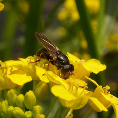 Cheilosia pagana