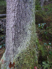 Cladonia polydactyla