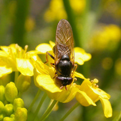 Cheilosia pagana