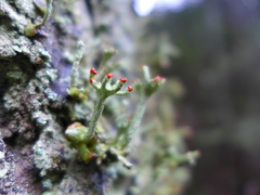 Cladonia polydactyla