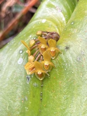 Pleurothallis phyllocardioides