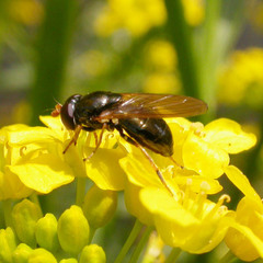 Cheilosia pagana