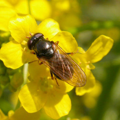 Cheilosia pagana