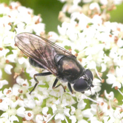 Cheilosia proxima