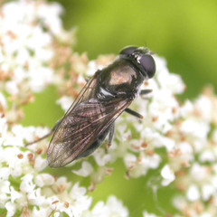Cheilosia proxima