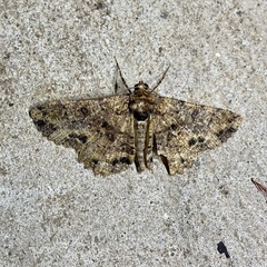 Paradromulia ambigua