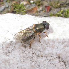 Cheilosia scutellata