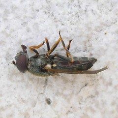 Cheilosia scutellata