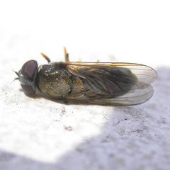 Cheilosia scutellata
