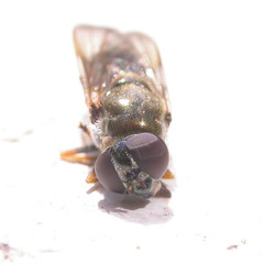 Cheilosia scutellata