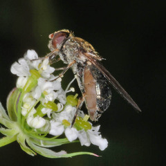 Cheilosia soror