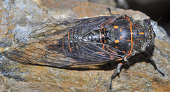 Tibicina quadrisignata