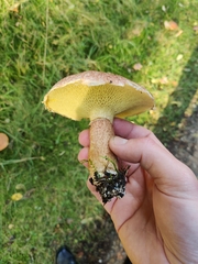 Suillus cavipes