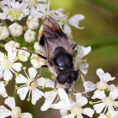 Cheilosia illustrata