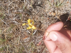 Cyanella lutea
