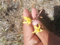 Cyanella lutea