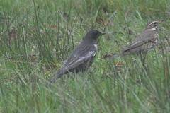 Turdus torquatus