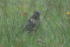Turdus torquatus