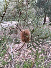 Banksia collina