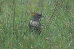 Turdus torquatus