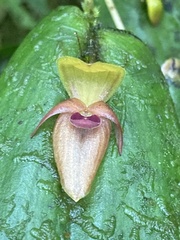 Pleurothallis dewildei