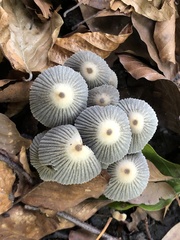 Coprinopsis lagopus