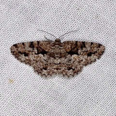 Hypomecis externaria