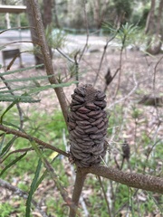 Banksia collina
