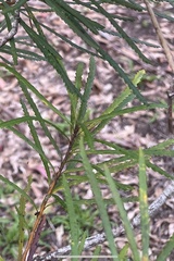 Banksia collina