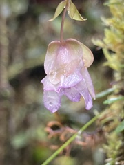 Utricularia jamesoniana