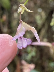 Utricularia jamesoniana