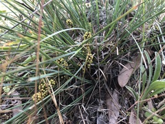 Lomandra collina
